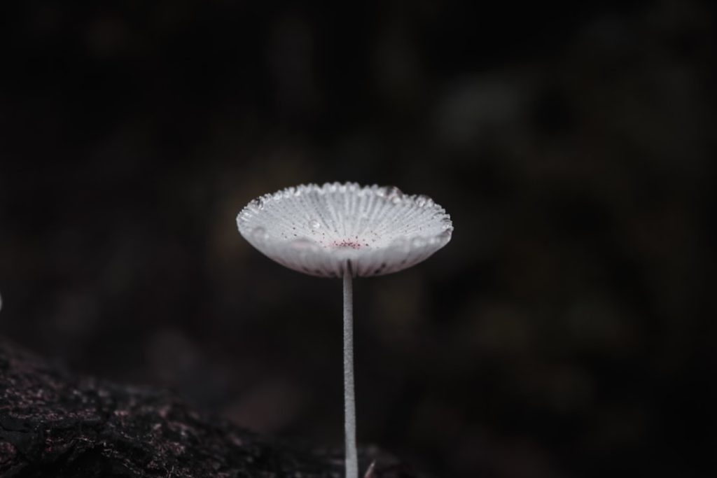 Photo opal mushroom table lamp