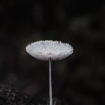 Prachtige Miniature Opal Paddenstoel Tafellamp