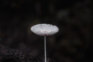 Photo opal mushroom table lamp
