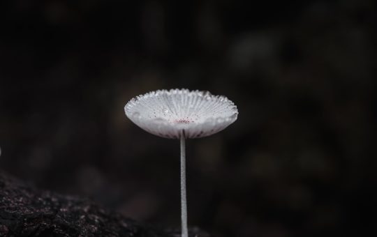 Photo opal mushroom table lamp