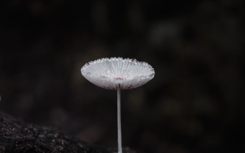 Photo opal mushroom table lamp